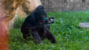 Eiszeit im Affengehege – So feierte der Memphis Zoo den 4. Juli