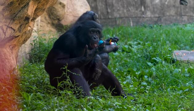 Eiszeit im Affengehege – So feierte der Memphis Zoo den 4. Juli