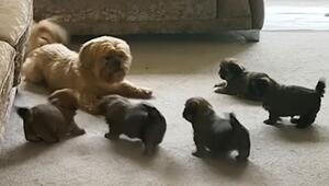 Pure Lebensfreude: Hunde-Papa überrascht Welpen mit Energieausbruch