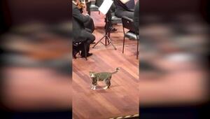 Istanbuler Katze genießt Beethoven