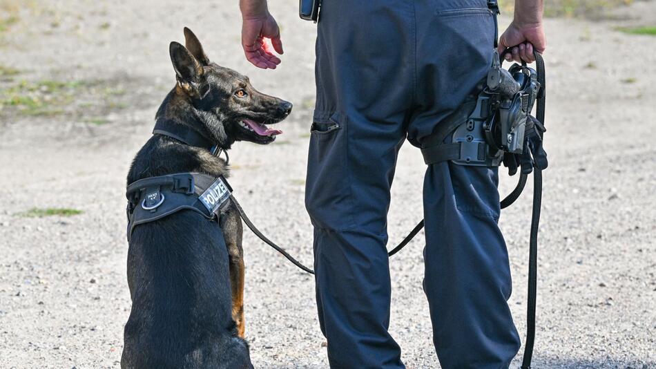 Spürhund der Polizei im Einsatz