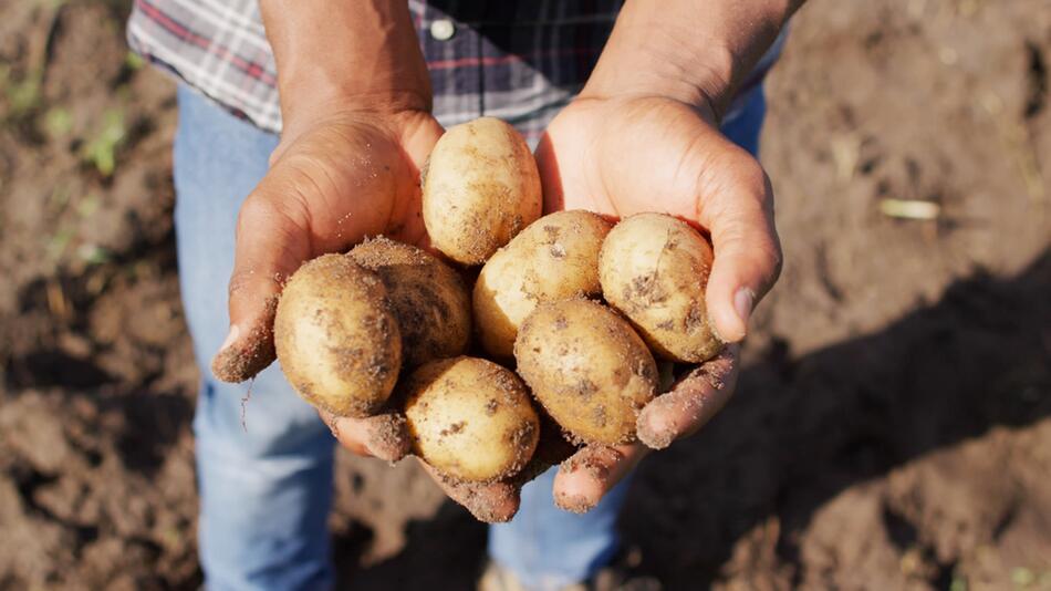 In kaltem oder kochendem Wasser aufsetzen: So gelingen Kartoffeln perfekt