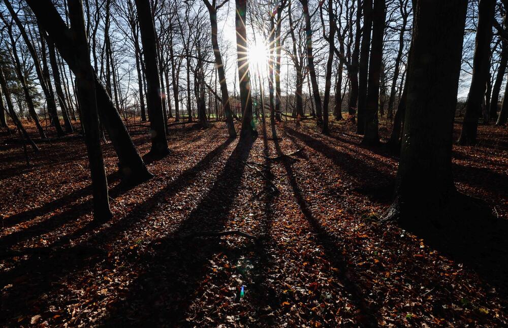 Laubwald in Schleswig-Holstein