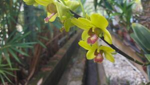 Shenzhen Nongke Orchidee