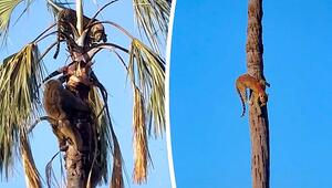 Rollentausch: Paviane treiben Leopard auf eine Palme