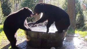 Mit voller Freude in den Frühling: Gerettete Bären planschen im Portland Zoo