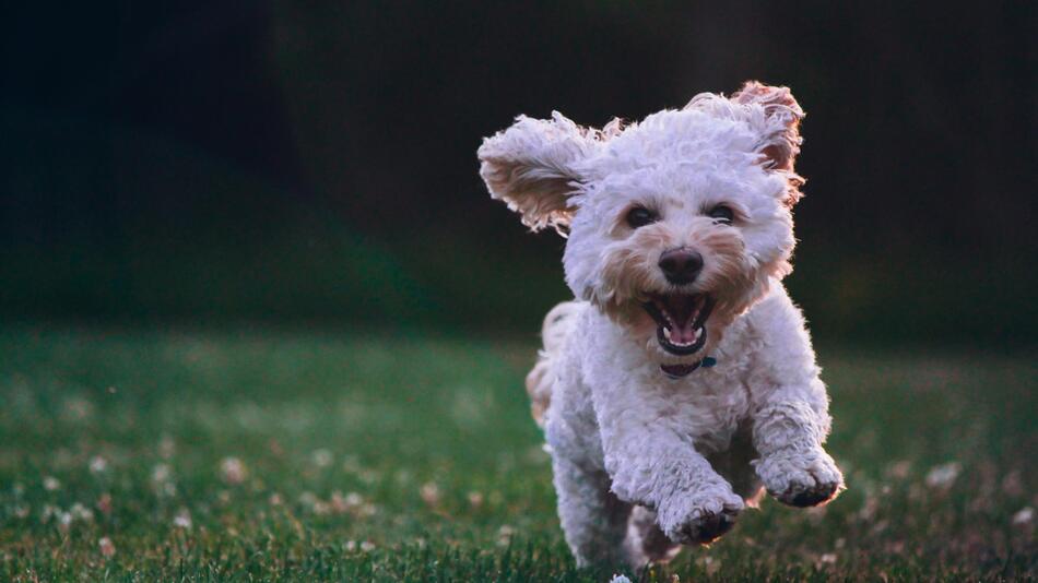 Warum kommt der Hund nicht, wenn Du ihn rufst?