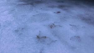 Deutschlandwetter: Glättegefahr bleibt - Neblig-trüber Sonntag