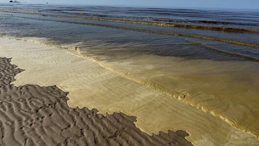 Braunalgen am Strand Norderney