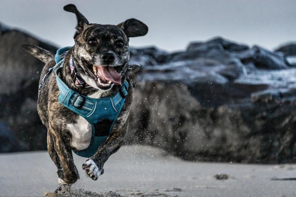 Sollte man den Hund belohnen oder bestrafen?