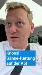 Korrektur! Knossi wird zum tierischen Helden: Gänse-Rettung auf der A5!