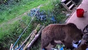 Zwei Braunbären büxen aus ihrem Gehege aus und plündern Honigvorräte