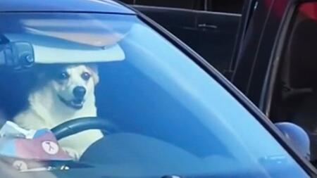 Ungeduldiger Hund macht seiner Besitzerin Beine