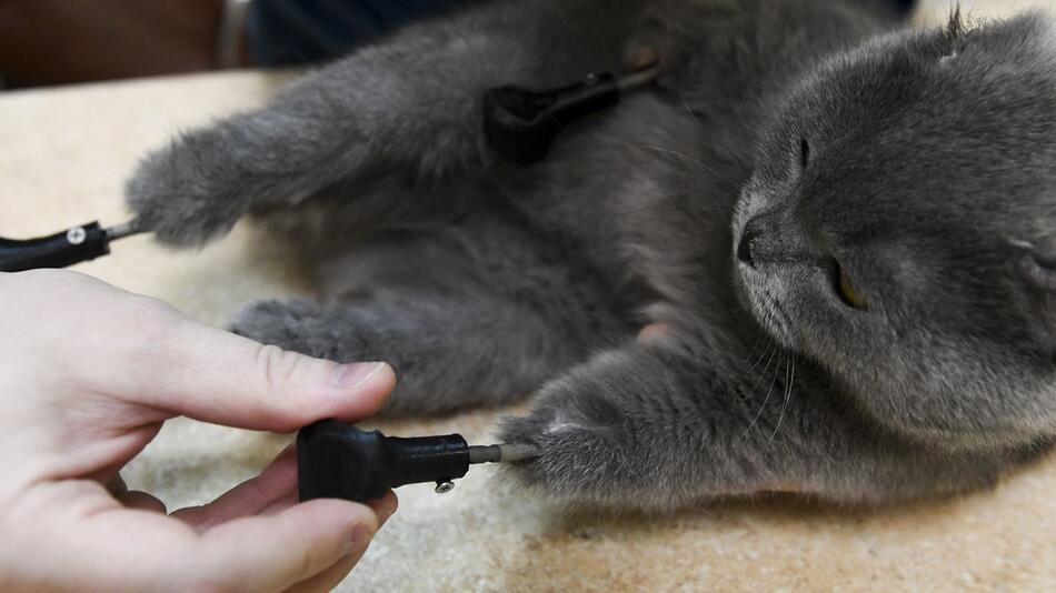 Katze mit vier Titanpfoten