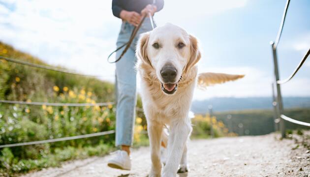 Hundehalter mit Hund