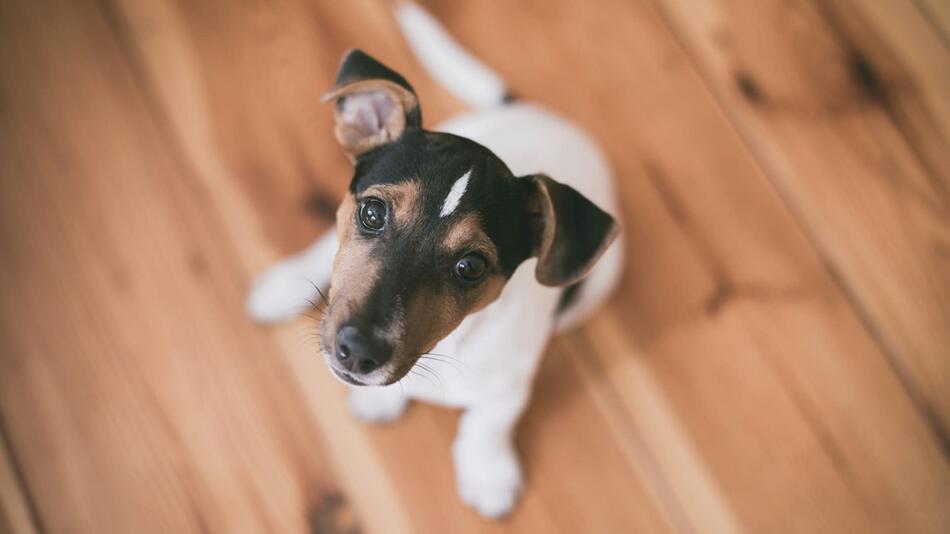 Kirmes-Hund Cookie büxte aus.