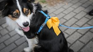Hund mit gelber Schleife