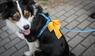 Hund mit gelber Schleife