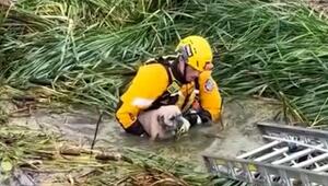Hund aus überflutetem Kanal in Kalifornien gerettet