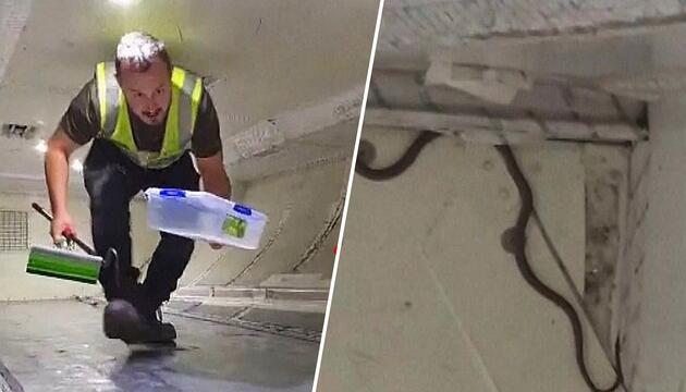 Blinde Passagierin mit Schuppen: Schlange sorgt für Flugchaos in Australien