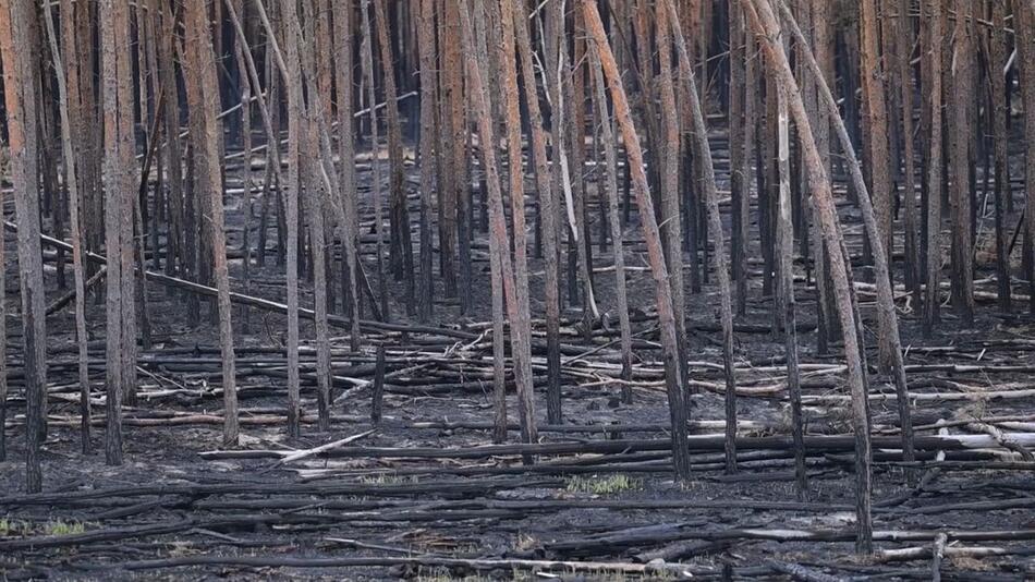 "Nach der Krise ist vor der Krise": Folgen des Gohrischheide-Brands unklar