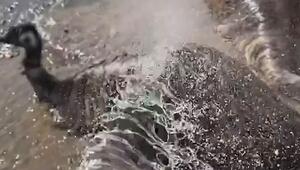 Willkommen, Wasserstrahl: Emus lassen sich bei Rekordhitze in England abduschen
