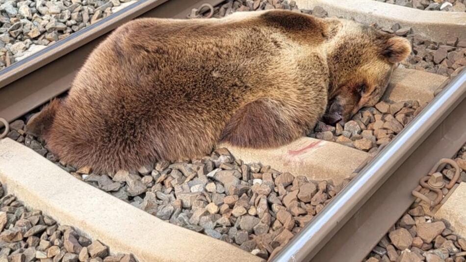 Ein Braunbär liegt am 23. Mai 2023 bei Schwarzach tot zwischen den Bahngleisen