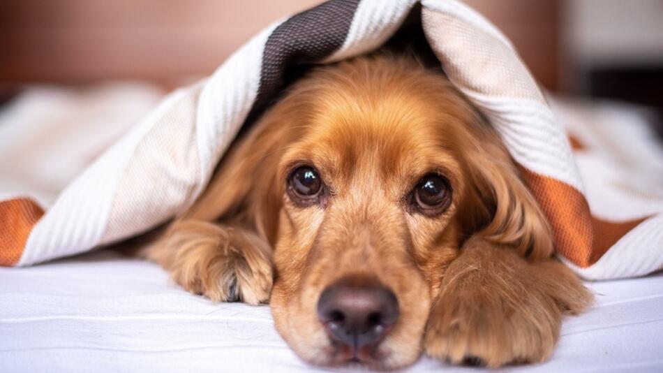 Hund im Bett