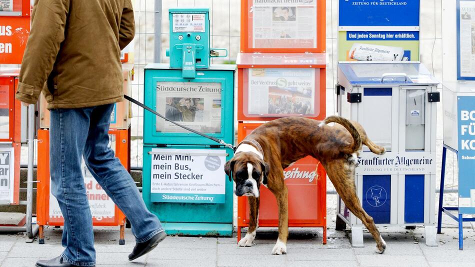 Ein Hund markiert sein revier an Zeitungskästen