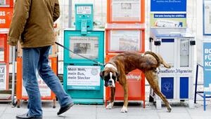 Ein Hund markiert sein revier an Zeitungskästen