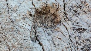 Dinosaurier-Spuren in Norditalien