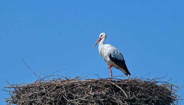 Weißstorch im Horst