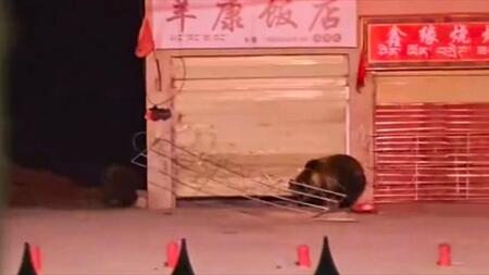 Zwei Bären brechen in Restaurant ein