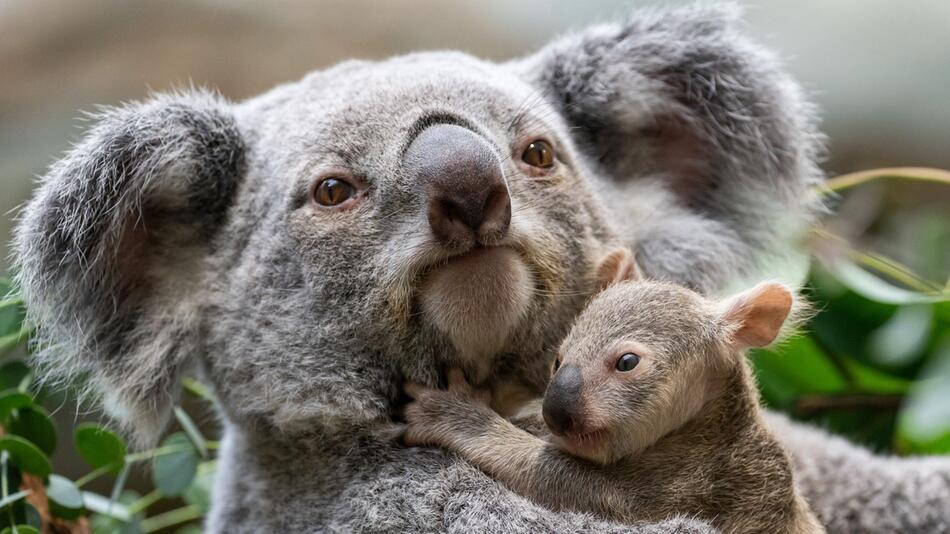 Baby-Koala in der Stuttgarter Wilhelma