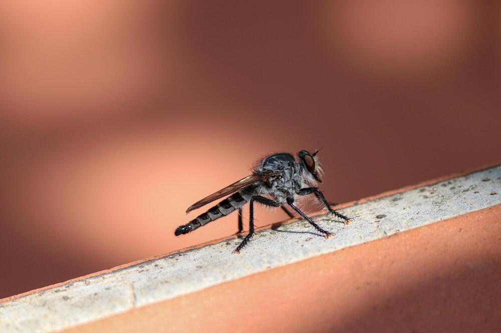 Die Insekten verabschieden sich in den Winter.