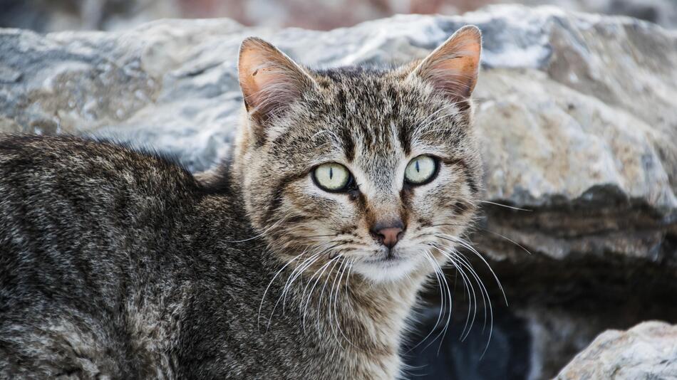 getigerter Katze auf Felsen