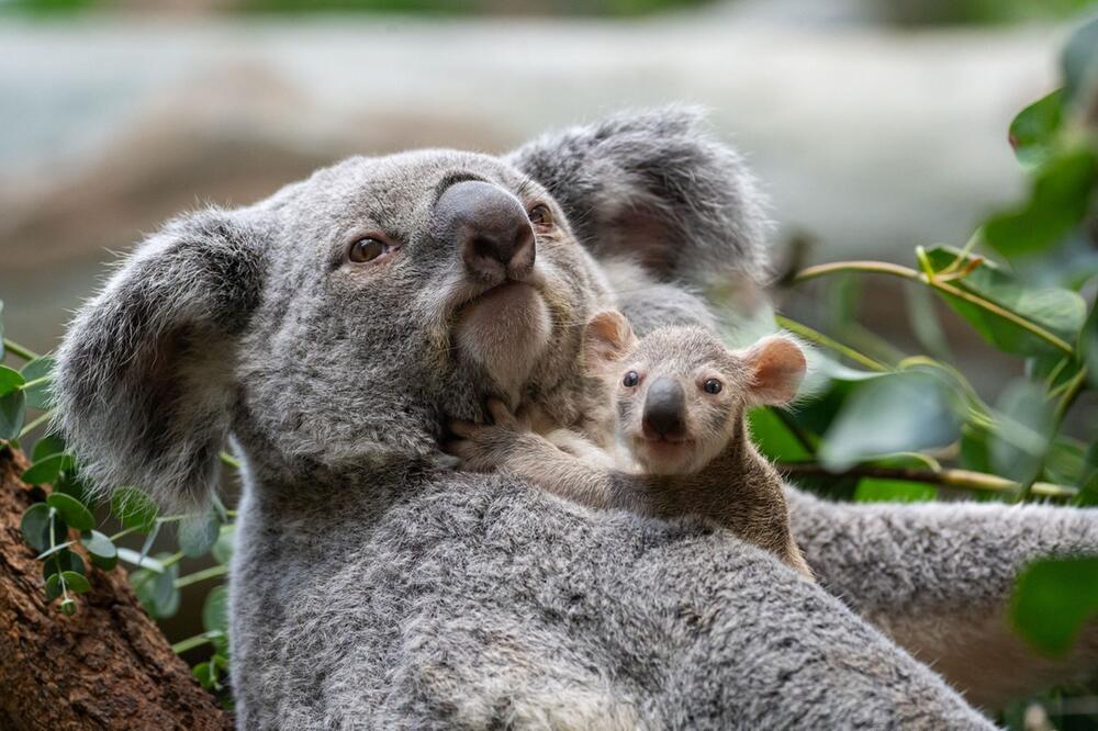 Koala-Nachwuchs in der Stuttgarter Wilhelma