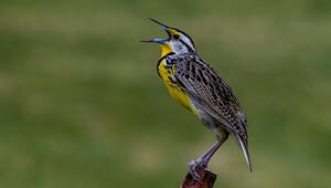 Im Frühling zwitschern die Vögel besonders laut.