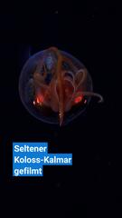 Seltener Koloss-Kalmar erstmals gefilmt