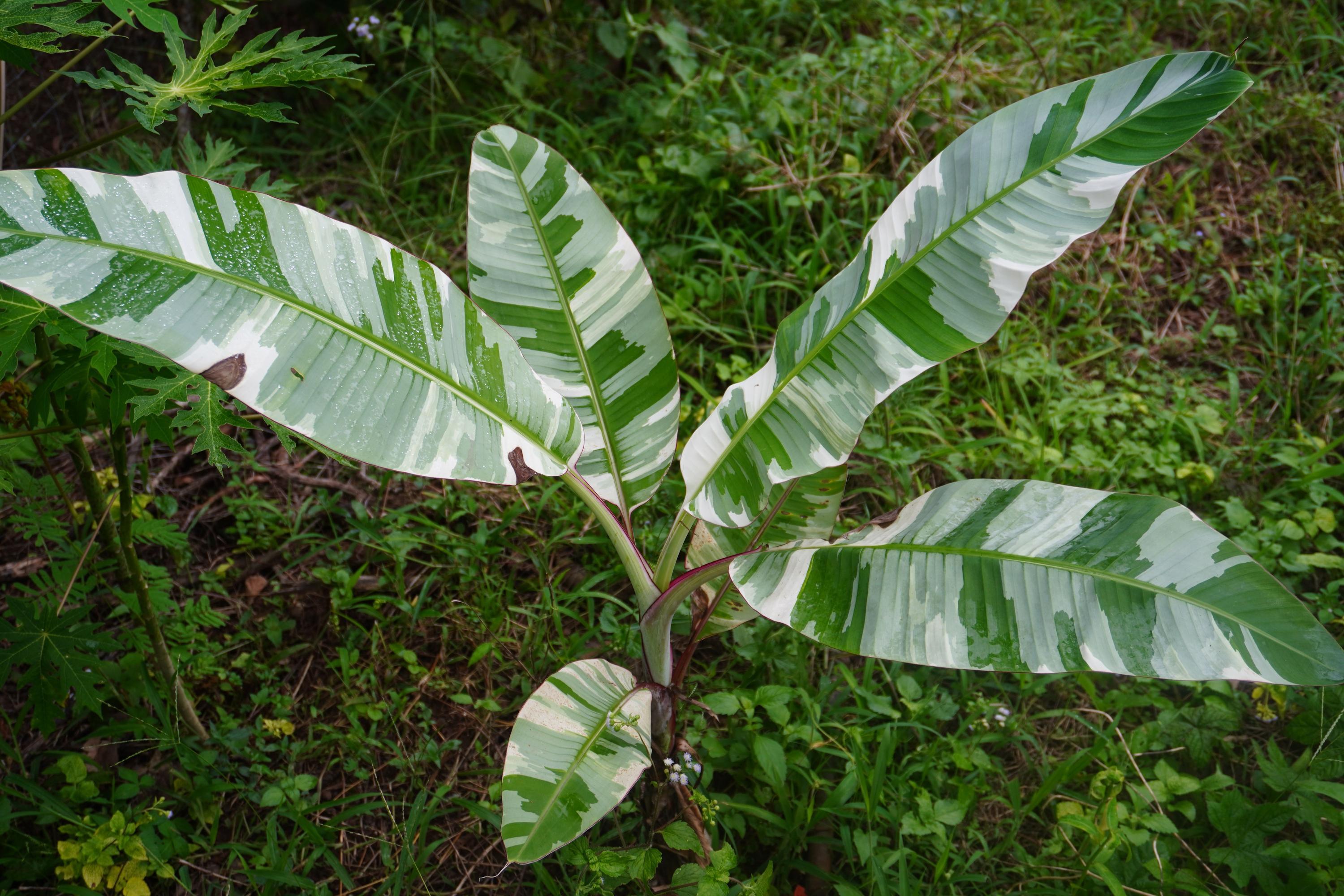 philodendron el choco red Philodendron El Choco Red | Care Guide and Pro Tips - Delivery from Toronto  across Canada main image 1