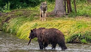 Seltene Begegnung in Kanada: Wölfe beobachten Grizzlybär beim Fischen