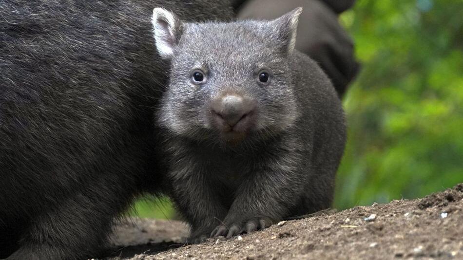 Wombat-Nachwuchs zeigt sich im Zoo Hannover