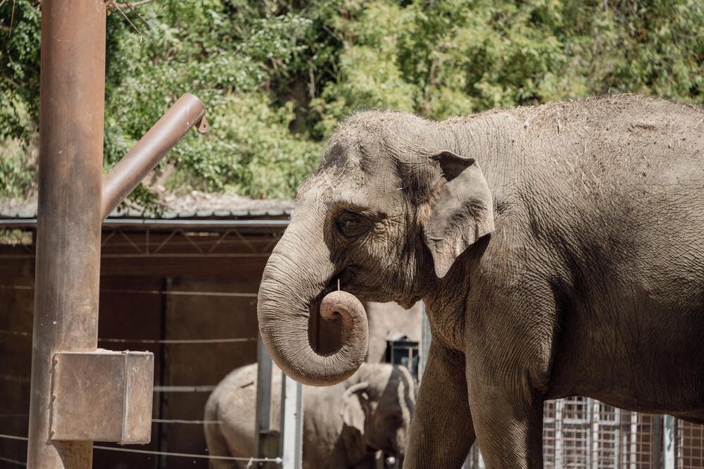 Der Elefant darf wieder nach Thailand.