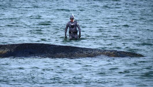 Wal an der Ostseeküste gestrandet