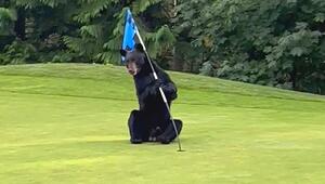 Golfplatz zerlegt: Neugieriger Bär tobt sich auf dem Grün aus