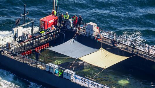 Weitere Entwicklung zum Buckelwal in der Ostsee