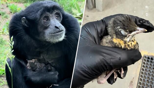 Unerwartete Tierfreundschaft: Siamang-Dame Eve beschützt verirrtes Vogelbaby
