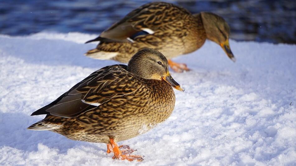 Warum Enten im Winter nicht frieren.