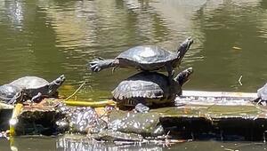 Yoga-Reptil: Schildkröte badet gekonnt in der Sonne