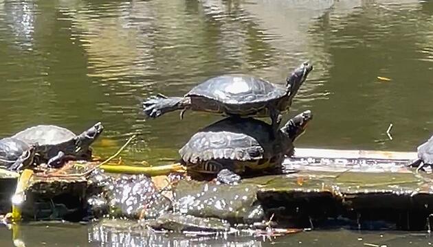 Yoga-Reptil: Schildkröte badet gekonnt in der Sonne